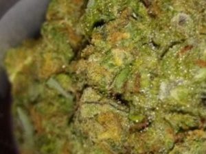 Blue Cookies Marijuana Strain