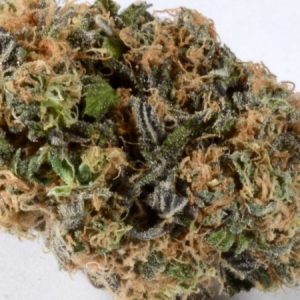 Buy Blueberry Marijuana Strain