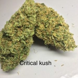 Buy Critical Kush Cannabis Strain